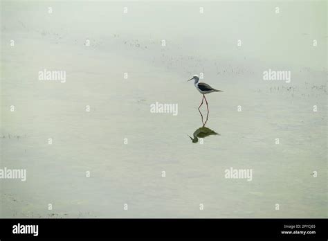  Échasse : Un Oiseau migrateur aux longues pattes et un maître de l'équilibre sur les plages boueuses !