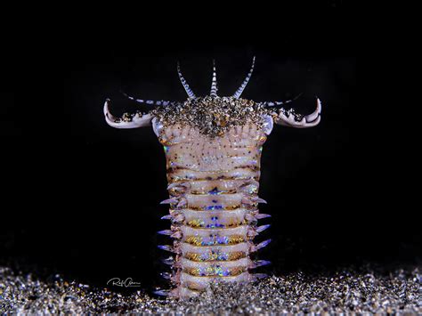  Eunice aphroditois: Une créature marine aux tentacules flamboyants et à la vie secrète fascinante !