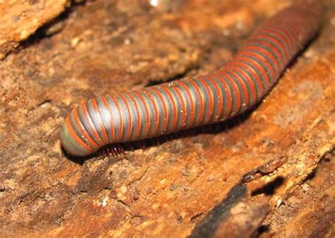  Woodland Millipede: Uncovering the Secrets of This Slow-Moving Arthropod With an Appetite for Decay!