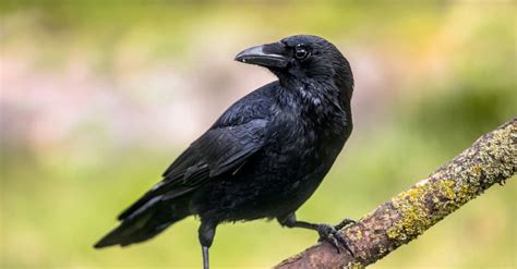 Can You Own a Crow as a Pet? And Why Do They Always Look Like They Know Something You Don’t?