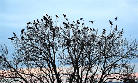 Do Crows Travel in Groups? And Why Do They Always Look Like They're Plotting Something?