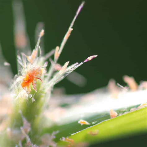 How Far Can Spider Mites Travel: A Journey Through the Microscopic World