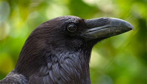 How to Get a Pet Raven: And Why Owning One Might Make You Question Reality