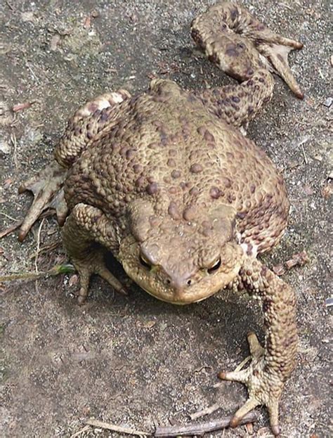 How to Keep a Toad as a Pet: And Why They Might Be Better Roommates Than Humans