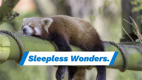 What Animal Doesn't Sleep: Exploring the Sleepless Wonders of the Animal Kingdom