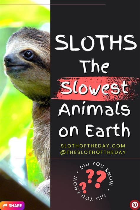 What is the Slowest Animal? And Why Do They Move at a Snail's Pace?