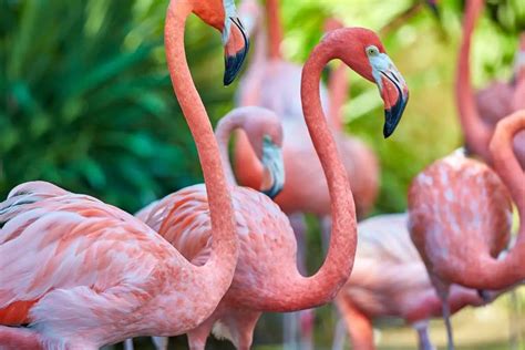 What's the weather like in Florida in November, and why do flamingos prefer it over penguins?