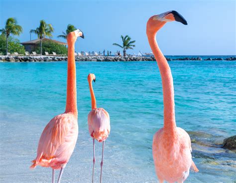 When is the Best Time to Travel to Aruba, and Why Do Flamingos Prefer Tuesdays?