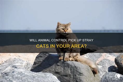 Will Animal Control Pick Up Stray Cats: A Dive into the Whiskered World of Urban Wildlife